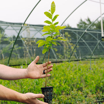 Image of a blight resistant chestnut seedling.